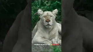 &ldquo;White Tiger Attack in Jungle🌳🐅|Most Beautiful & Dangerous Scene Ever!&rdquo;#tiger#wildlife#nature#attack