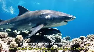 The Giant Shark Gives Birth &ndash; Ocean&rsquo;s Miracle