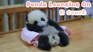 Life Without Worries! Just Lie Down And Relax | iPanda