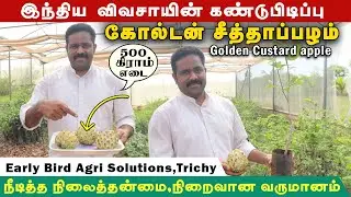அதிக எடை & நீண்ட இருப்பு தன்மை கோல்டன் ரக சீத்தா | Custard Apple Farming Tamil #custardapplefarming