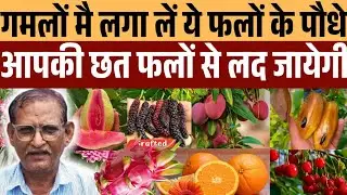 अगर गमले मे लगा लिए ये फलो के पौधे तो आपकी छत फलो से लद जाएगी  | Hybrid Fruiting Plants for Terrace