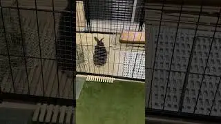 Netherland Dwarf rabbitのまるちゃん