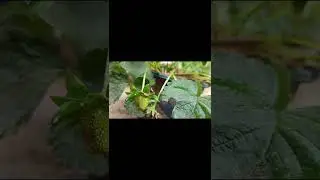 Growing strawberry in my garden #strawberry #garden #harvesting strawberry #shorts #shortsfeed