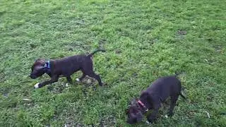 194&egrave;me Vid&eacute;o Les 3 chiots de la 61&egrave;me Port&eacute;e dont LUNA & BLOW de STAFFORDLAND