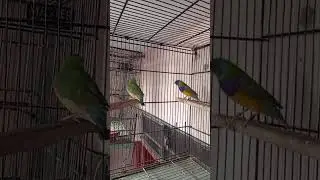 MASHALLAH Gouldian finch pair for sale male 1 nail miss I BIRDS FOR SALE I PARROT TO BIRDS