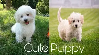 Cute Pets | Pets Dog | Animal World Only