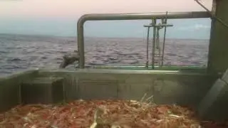 Mooloolaba deep water king prawns/shrimp