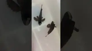 Tetraroge nigra  Freshwater fish 4-5cm from aquamonster taiwan