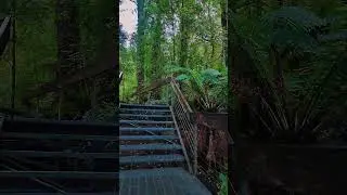Rainforest Gallery #Victoria #Australia #outback #bushwalk #nature #asmr #travel #outdoors