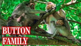 Baby of Button monkey crying need a milk !