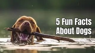 Bizarre Dog Facts