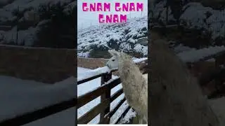 Funny Alpaca Eating Snow - Hilarious Animal Moment #shorts