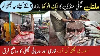 Multan Fish Market | Clear difference between River & farm Fish -Multan Machli Mand -Hassan Sargana