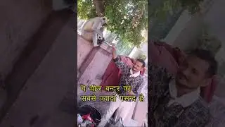 Monkey Video | Monkey Ko Kya Khilana Chahiye | Mokeys Food | #shorts