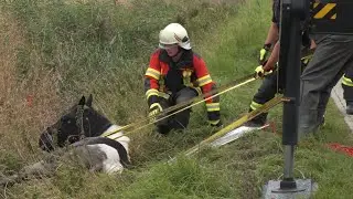 PFERD STECKT IN 3 METER TIEFEM GRABEN FEST - FEUERWEHR RETTET 600 KILO PFERD MIT KRAN