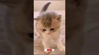 cute baby cats😸😻| #shorts #cat #smartkitty #babyanimal #smartmeow #vairalvideo  #catlover