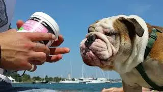 Hips And Joints Supplements For Dogs - Best Amazon Product Revealed for Pet Supplies