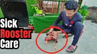 Taking Care of My Sick Rooster 🐓 | Mini Zoo Vlog #petsvlog #minizoo #aseellovers
