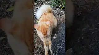 Crazy Squirrel Tail Cat (long version) #squirreltailcat #kitty #cutecat #cat #catlovers