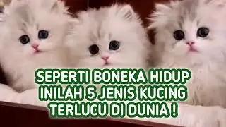 5 Jenis Kucing Paling Lucu di Dunia, Seperti Boneka Hidup !