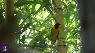 Black-Hooded Oriole Bird: Melodic Calls, Songs, and Feeding Behavior Revealed! | Oriolus xanthornus