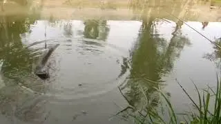 Panen ikan kething...