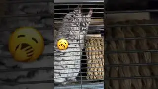 Big Chinchilla Stretch!