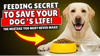 The One Deadly Feeding Mistake Nearly All Dog Owners Make Every Day