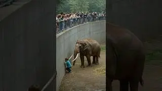 Elephant Rescues Child From Zoo Pit 😱🐘👶