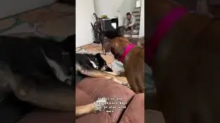 how to start a successful doggy daycare