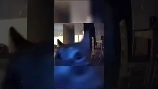 Flashbang cat #shorts #animals #cat #funny