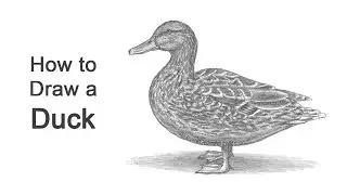 How to Draw a Duck (Female Mallard)