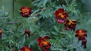 Red Marigolds