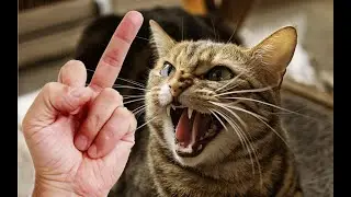 Cats and Dogs Reaction to Middle Finger 🐱🐶 Cats and Dogs Really Hate Being Flipped Off