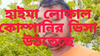 হাইমা লোকাল কোম্পানির ভিসা উঠতেছে
