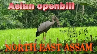 Asian openbill sound || Assamese called 