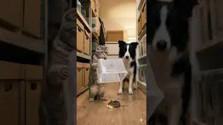 😺 Cat vs mouse&hellip; endless edition 😼#viral #repeat #adorable #funnycat #loop #catanimation