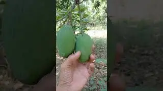 Dasheri aam #dasheriaam #garden #mango