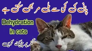 Dehydration in cats | Treatment | How to check dehydration? | Snow ki dunya 