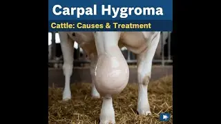 Carpal Knee Hygroma in Cattle