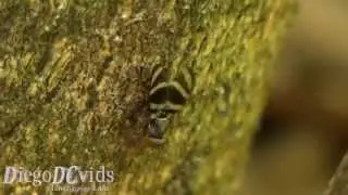 Euxesta Picture-winged fly (Ulidiidae)