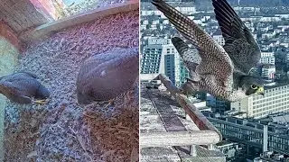Peregrine Falcons Zurich~💕Bonding in the nest box~9:26 AM  2026/02/02