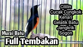 MURAI BATU GACOR FULL ISIAN TEMBAKAN CILILIN CUNGKOK KENARI GELATIK SOGON JANGKRIK