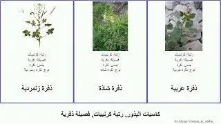 كاسيات البذور, رتبة كرنبيات, فصيلة ذفرية ذفرة angiosperms زنمردية Brassicales الطير لزجة عربية رجل