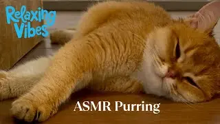 ASMR Cozy British Shorthair Cat Purring for Relaxation Ep.1 | ASMR for Stress Relief
