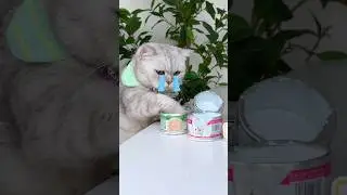 Наколдовать кота с помощью пустой банки. Это так мило. #catofyoutube