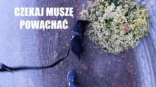 Fela na konkretnym spacerze na smyczy :)