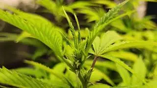 Blackberry 🍇 (Sativa) [Crop King Seeds]