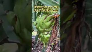 How To Identify Dragon Fruit plant Guide || To buy plants WhatsApp at 9635013799 #viral #ytshorts