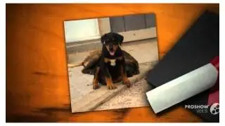 Pitweiler Dog breed
